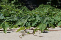 Convolvulus