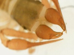 Chthonius ischnocheles