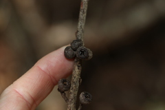Eucalyptus eugenioides