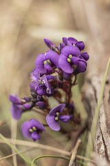 Hardenbergia violacea