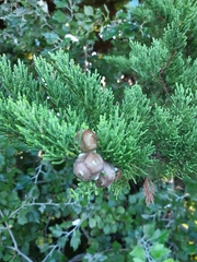 Cupressus macrocarpa