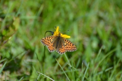 Boloria pales