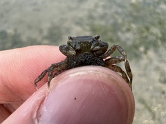 Hemigrapsus