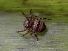 Thorelliola ensifera