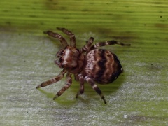 Thorelliola ensifera