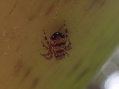 Thorelliola ensifera