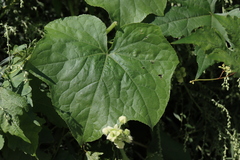 Sicyoeae