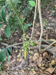 Vincetoxicum hirsutum