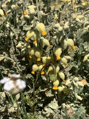 Hermannia althaeifolia