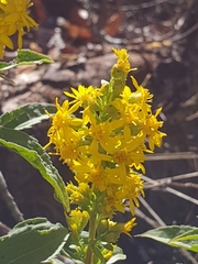 Solidago virgaurea