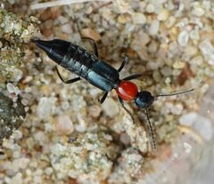 Paederidus ruficollis