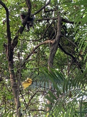Macaca cyclopis