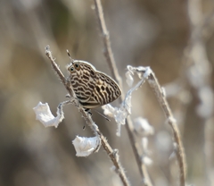 Leptotes pirithous