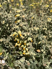 Hermannia althaeifolia