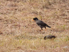 Acridotheres javanicus