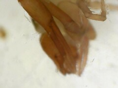 Chthonius ischnocheles