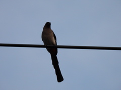 Dendrocitta formosae