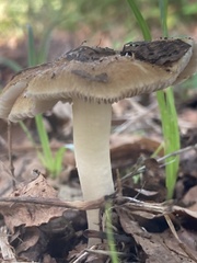 Russula cerolens