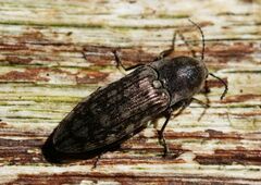 Actenicerus siaelandicus