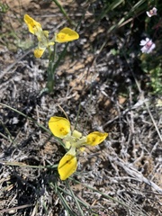 Moraea fugax