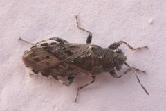 Heterogaster urticae