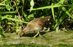 Porzana porzana