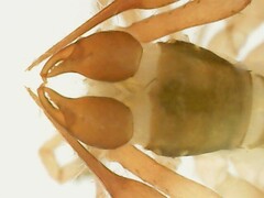 Chthonius ischnocheles