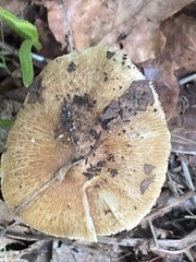 Russula cerolens