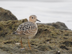 Calidris subruficollis