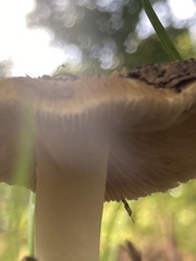 Russula cerolens