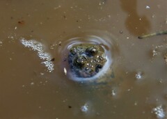 Bombina variegata
