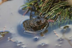 Bombina variegata