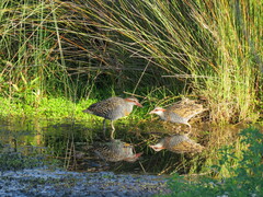 Gallirallus philippensis