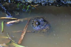 Bombina variegata
