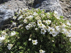Cerastium uniflorum
