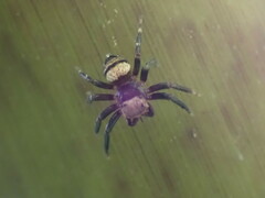 Thorelliola ensifera