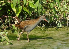 Rallus aquaticus