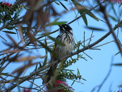 Phylidonyris novaehollandiae