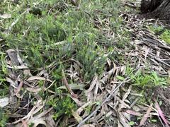 Acrotriche serrulata