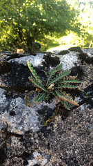 Asplenium ceterach