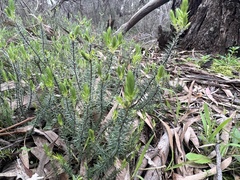 Acrotriche serrulata