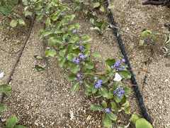 Vitex rotundifolia