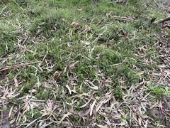 Acrotriche serrulata