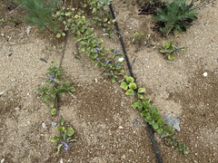 Vitex rotundifolia