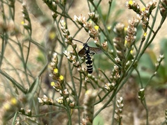 Scolia histrionica japonica