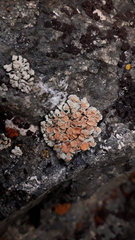 Rhizoplaca chrysoleuca