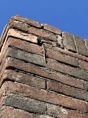 Podarcis siculus campestris