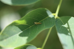 Cicadellinae
