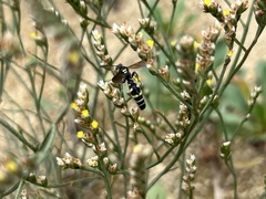 Scolia histrionica japonica