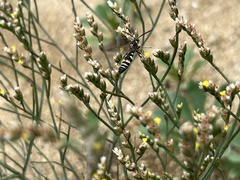 Scolia histrionica japonica
